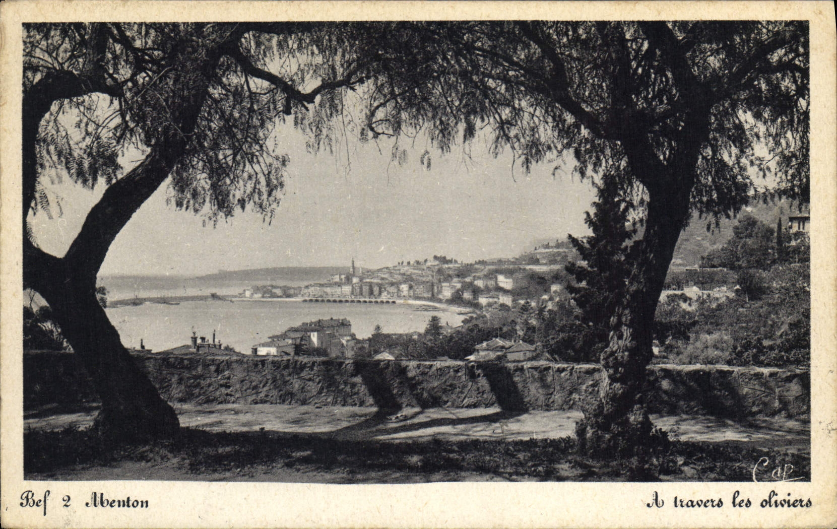 CPA Menton A travers les Oliviers 