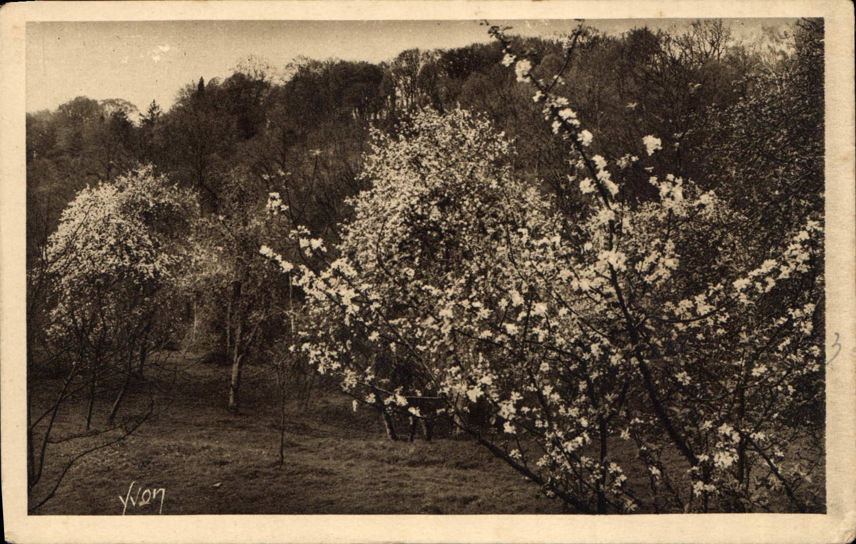 CPA Normandie Pommiers en fleurs