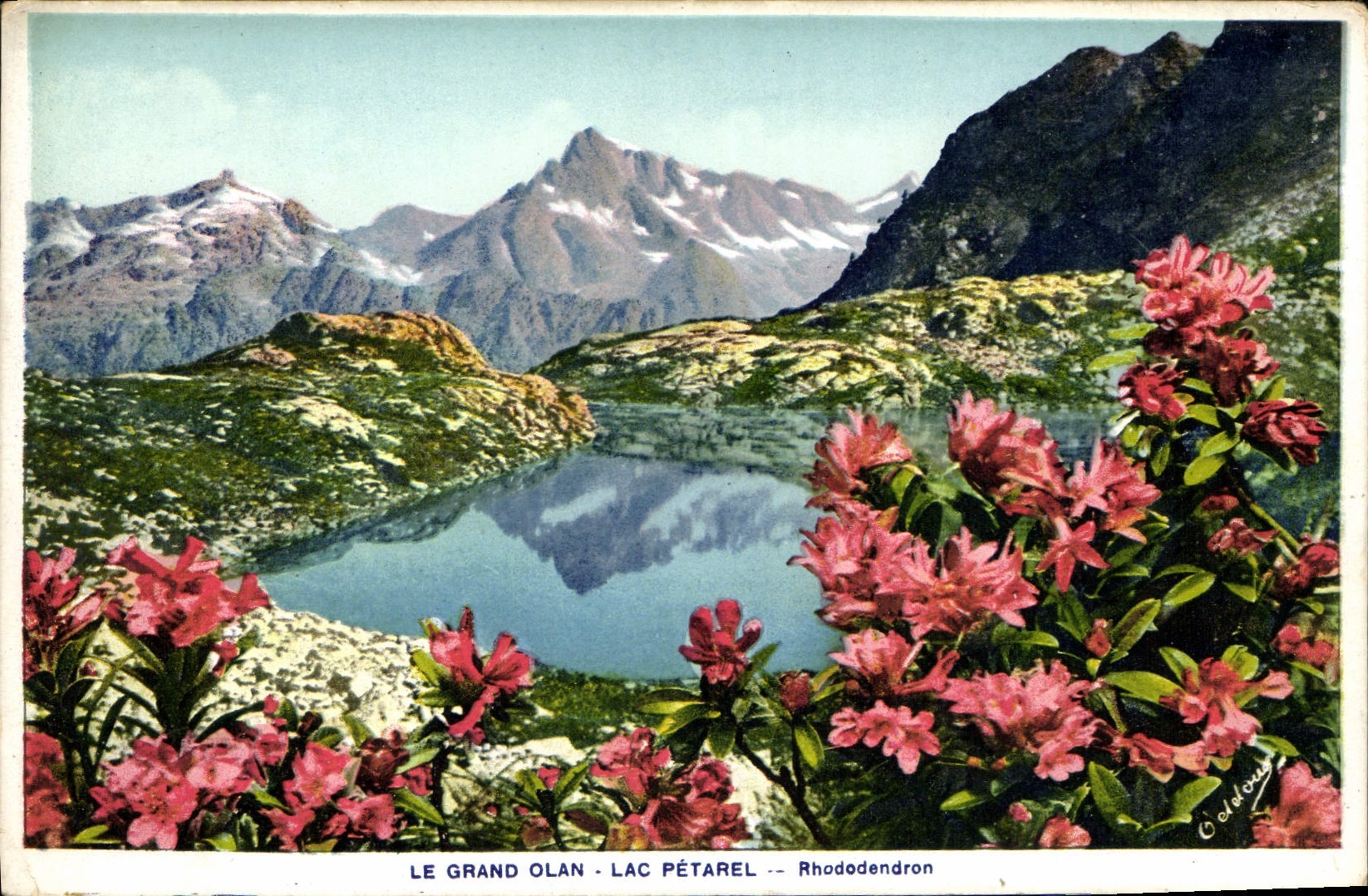 CPA le Grand Olan Lac Petarel Rhododendron 