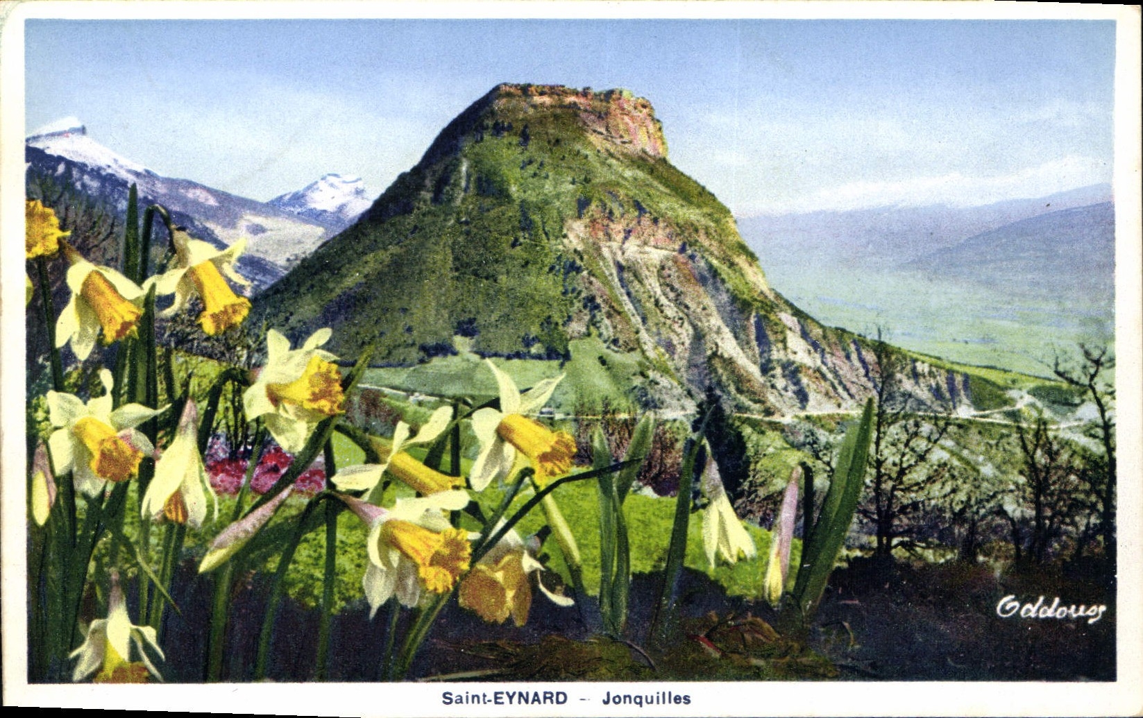 CPA Saint Eynard Jonquilles 