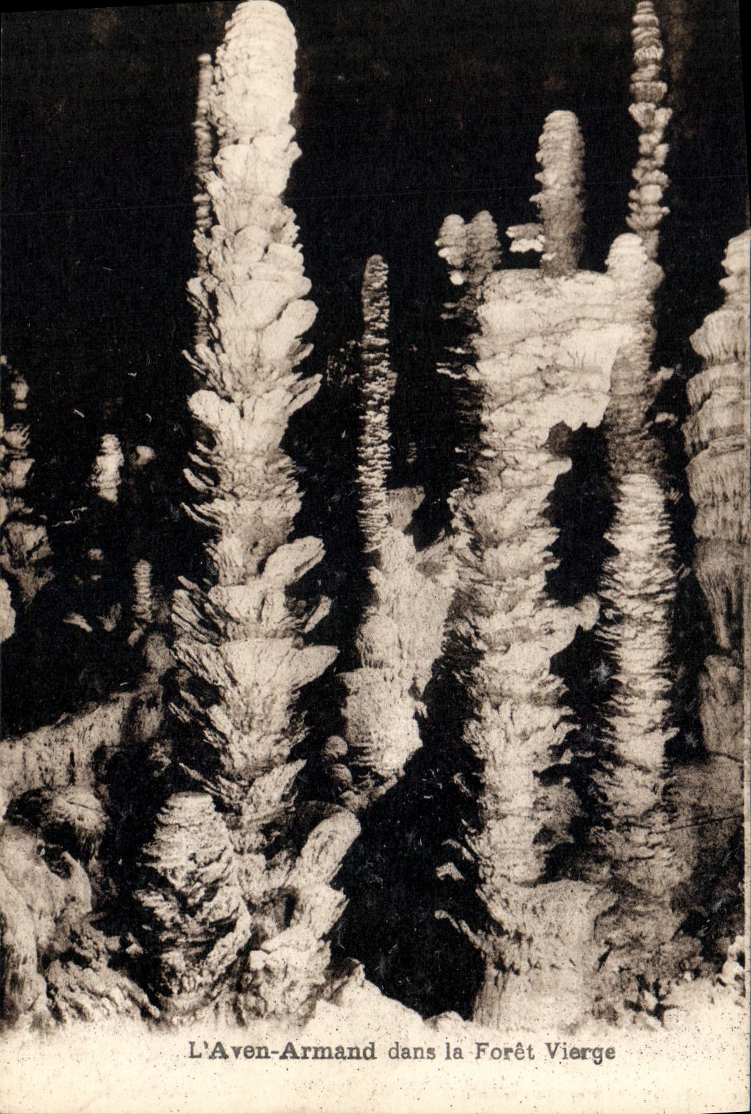 CPA L'Aven Armand dans la Foret Vierge