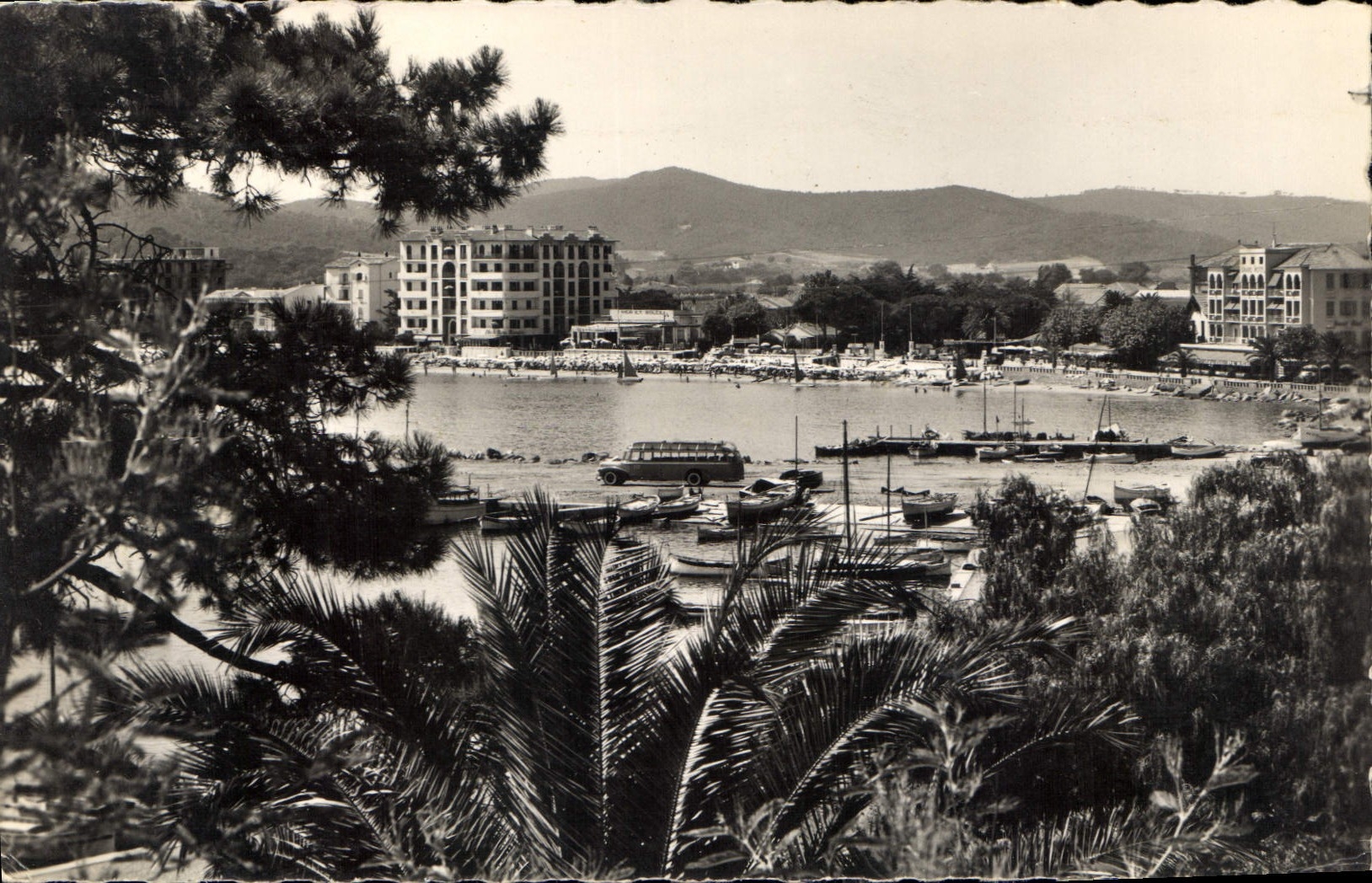 CPA le Lavandou vu a travers les Mimosas et les Palmiers