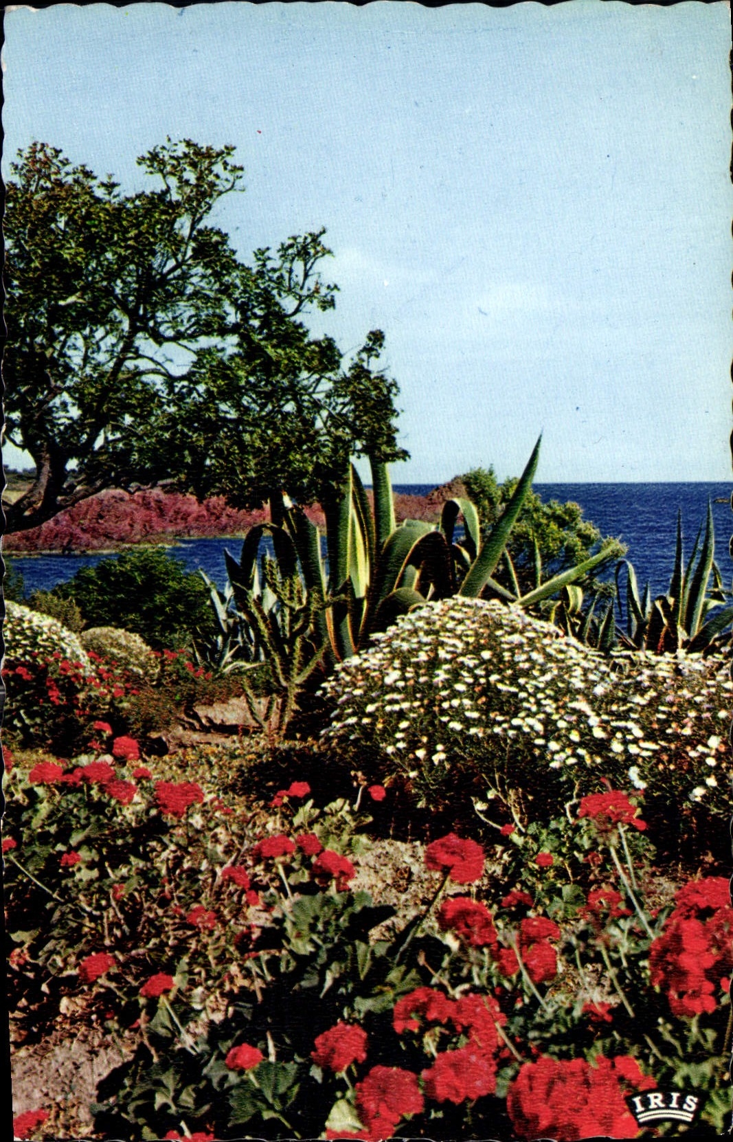 CPA Reflets de la Cote d'Azur Les Beaux Sites de la Cote Mediterraneanne