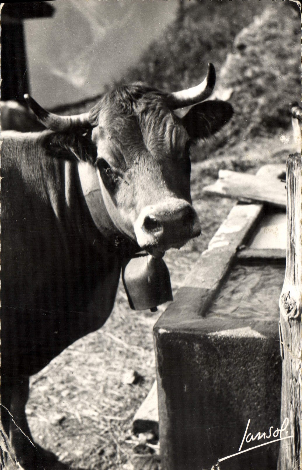 CPA Les Animaux de la Montagne Au bachal 