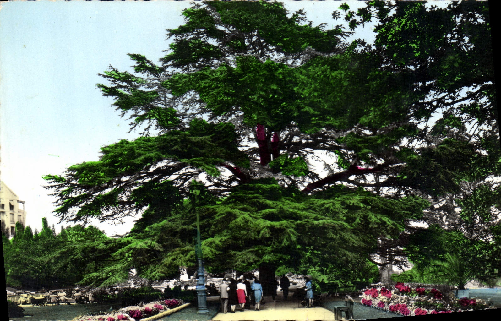 CPA Rennes Ille et Vilaine Jardin du Thabor Le Cedre 