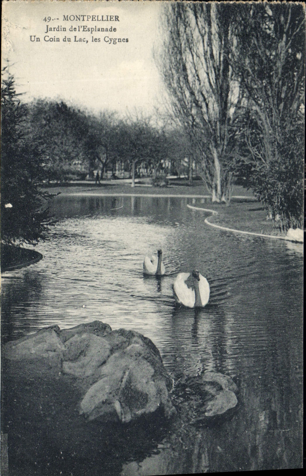 CPA Montpellier Jardin de l'Esplanade un Coin du Lac les Cygnes 