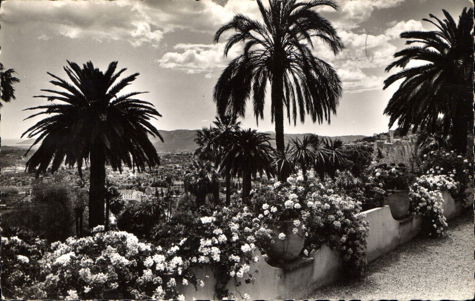 CPA Grasse Sa Vegetation exotique au fond la Mediterranee 