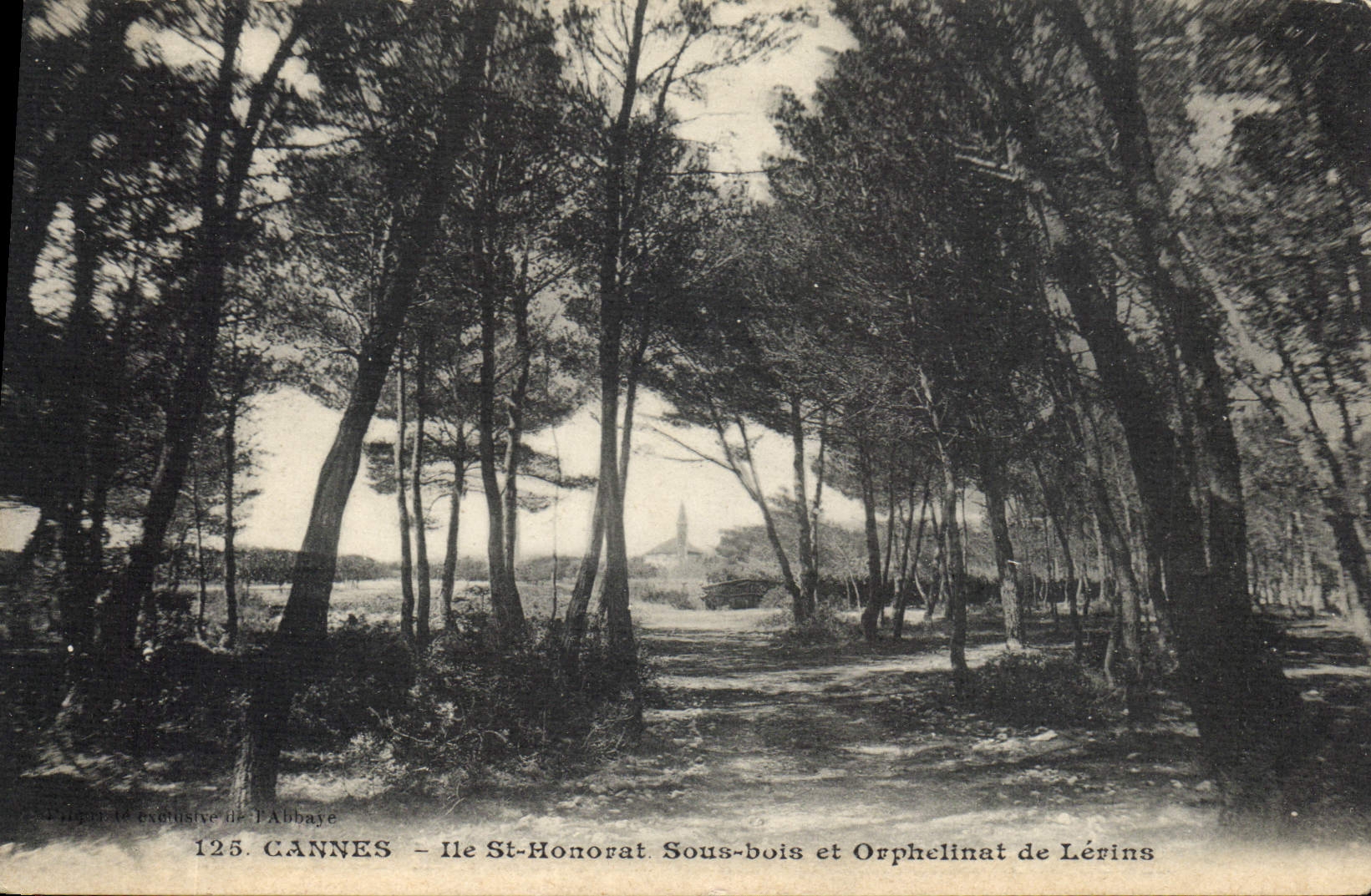 CPA Cannes Ile St Honorat Sous bois et Orphelinat de Lerins