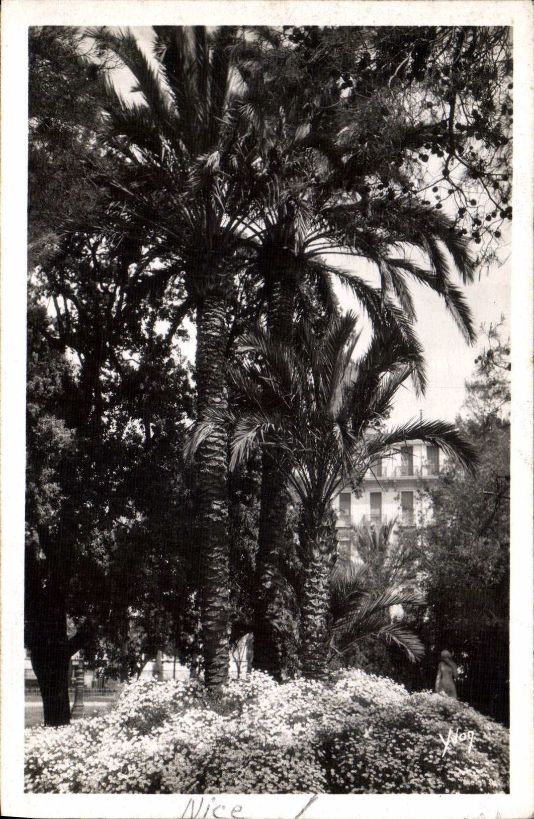 CPA La Douce France Cote d'Azur Nice Massif de Fleurs dans le Jardin Albert I 