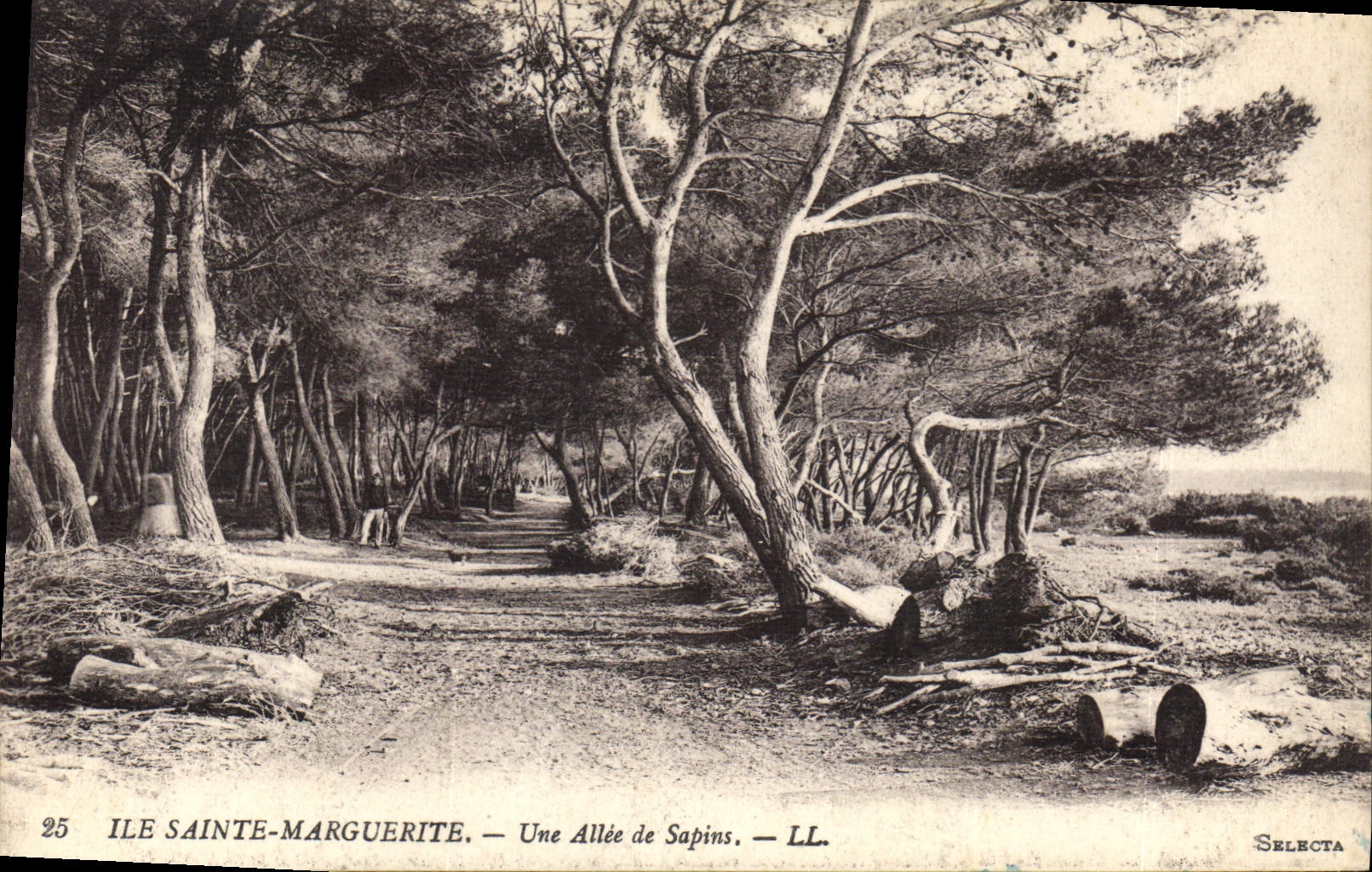 CPA Ile Sainte Marguerite Une Allee de Sapins 
