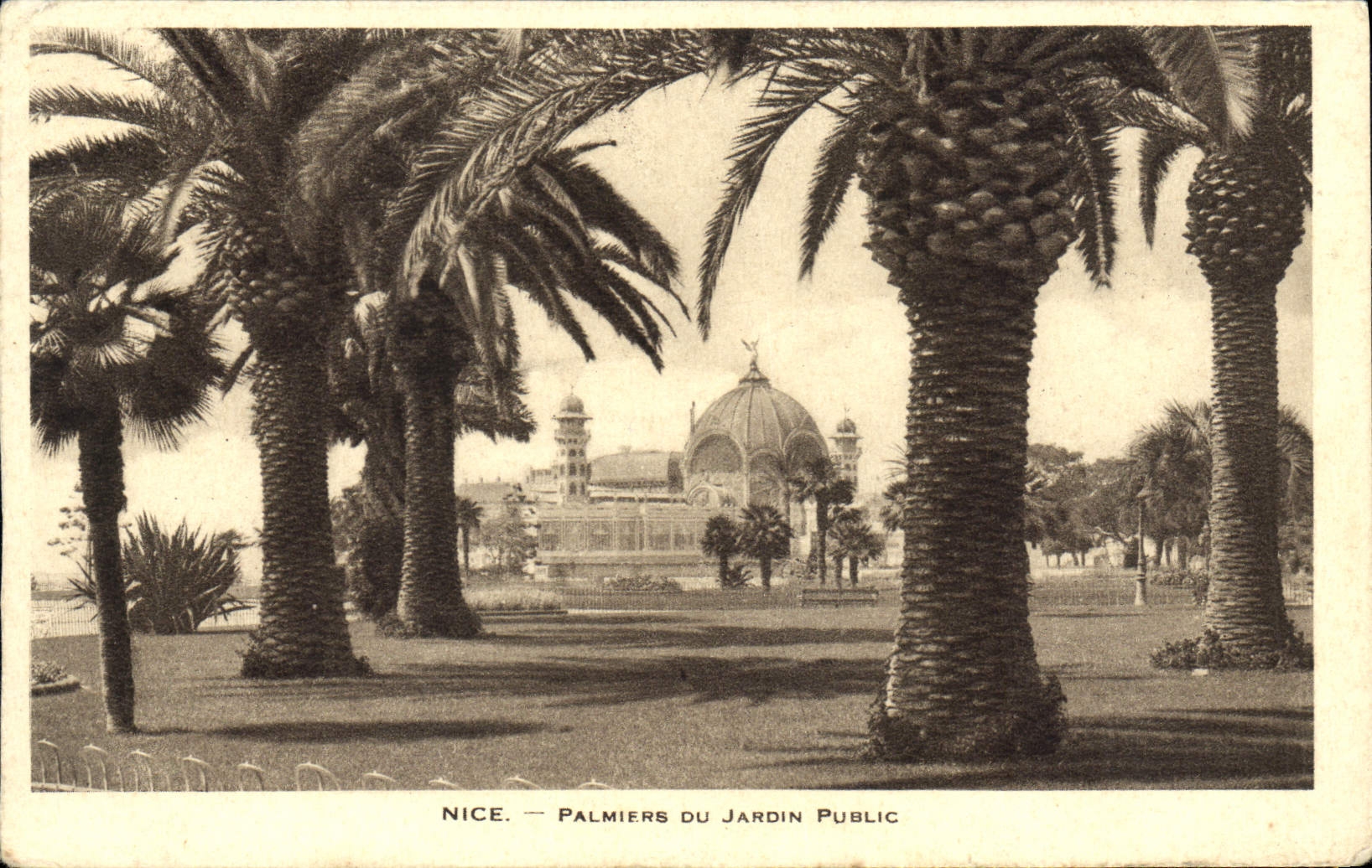 CPA Nice Palmiers du Jardin Public 