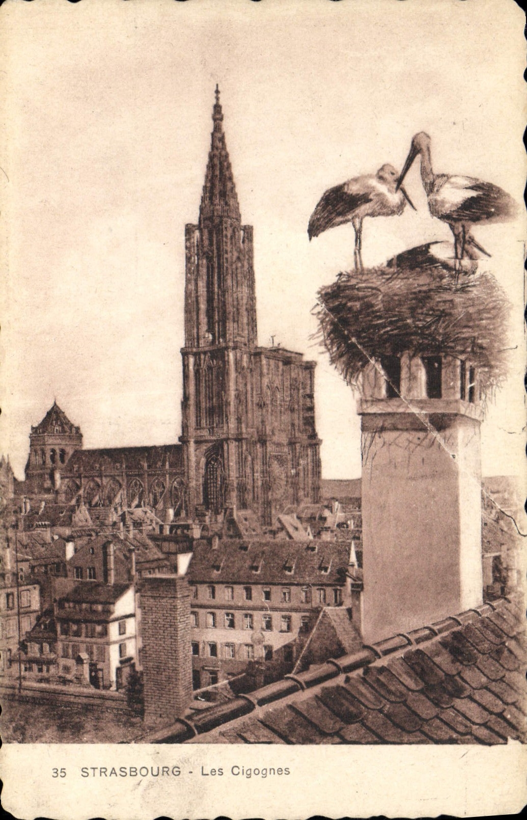 CPA Strasbourg Les Cigognes 