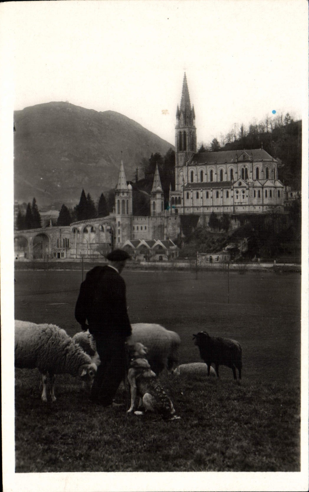 CPA Lourdes La Basilique Berger Moutons Chien