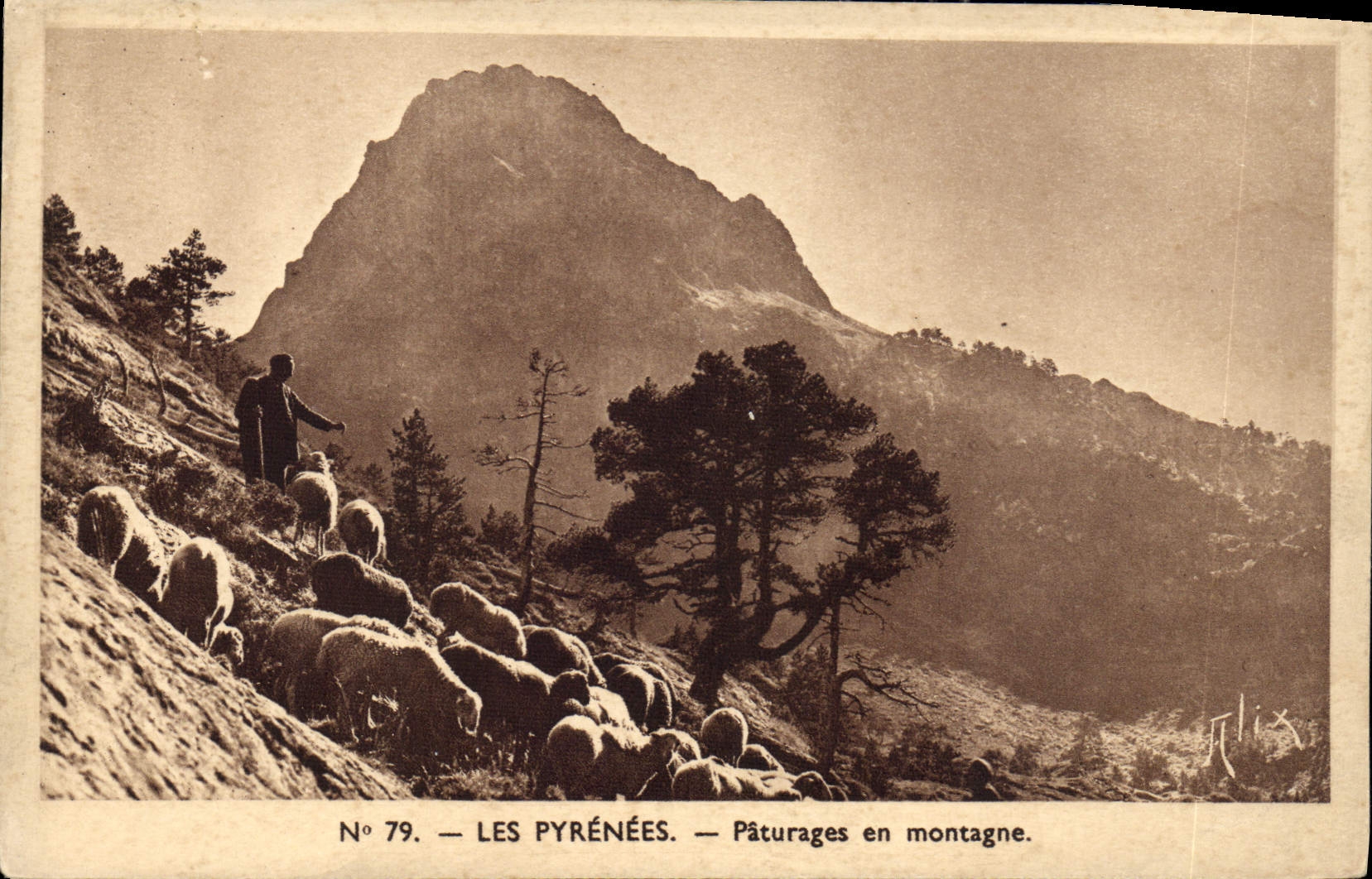 CPA Les Pyrenees Paturages en montagne 