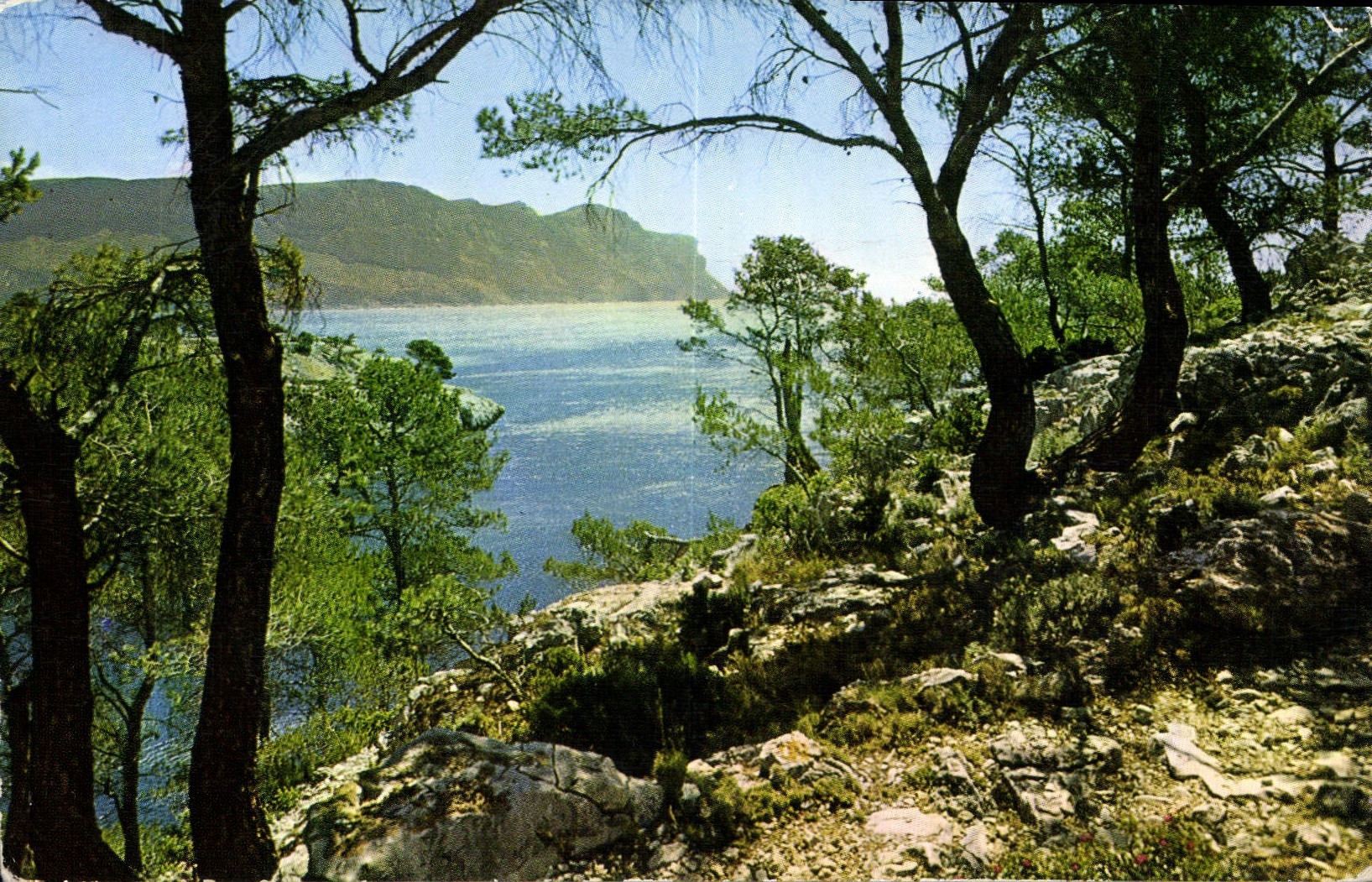 CPA Une Rose a la Boutonniere de la Provence Cassis sur Mer B du R sur le Chemin des Calanques le Ca