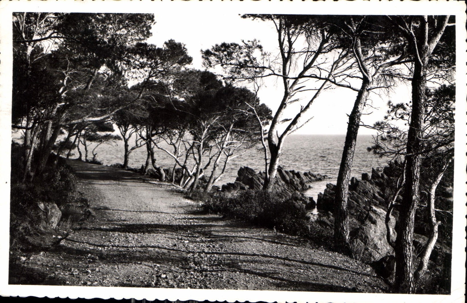 CPA La Cote d'Azur le Chemin sous les Pins 