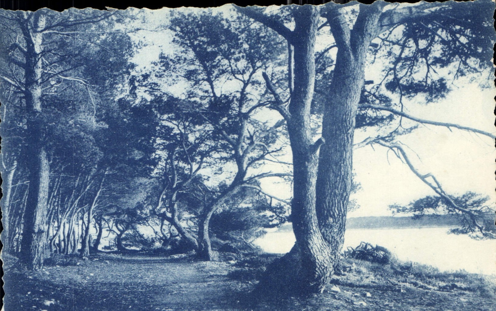 CPA Sous bois aux Iles de Lerins 