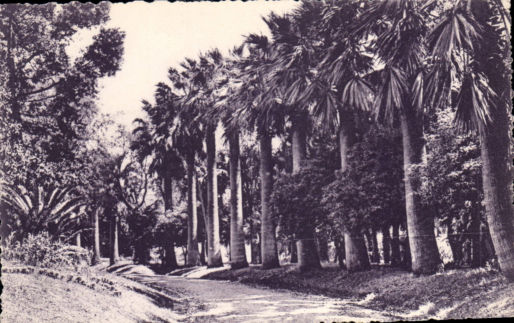 CPA Le Vegetation sur la Cote d'Azur Allee des Dattiers