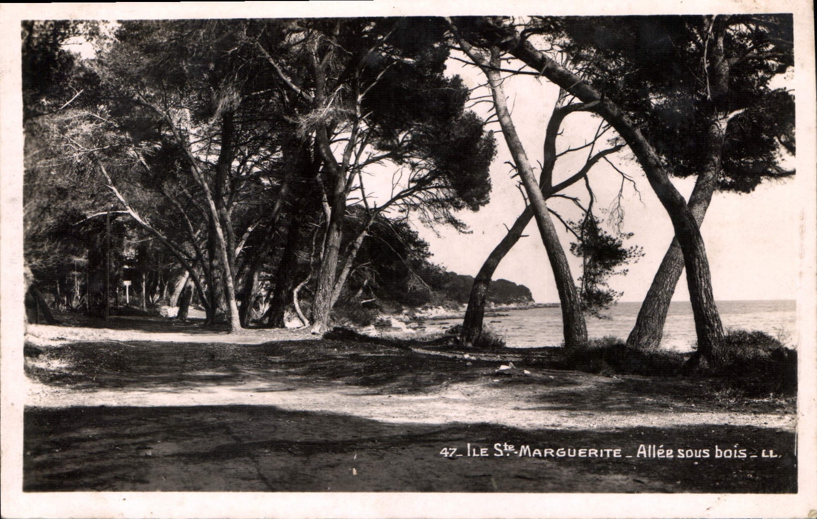 CPA Ile Ste Marguerite Allee sous bois 