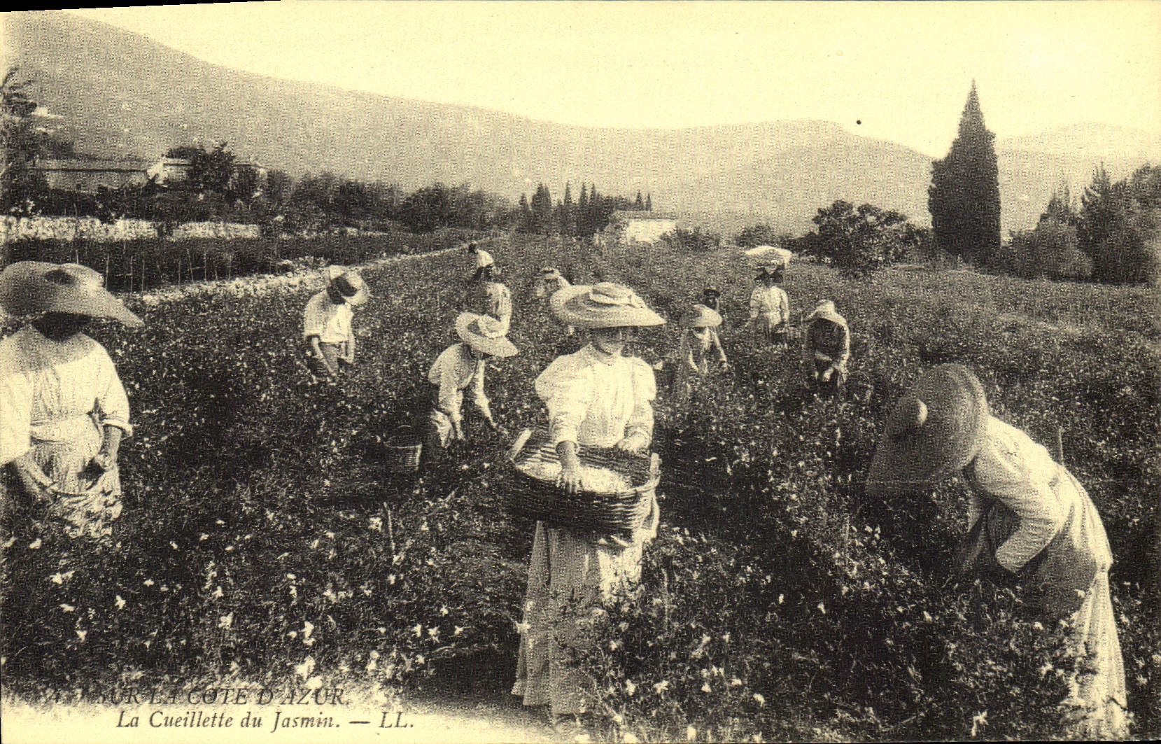 REPRO Sur la Cote d'Azur La Cueillette du Jasmin