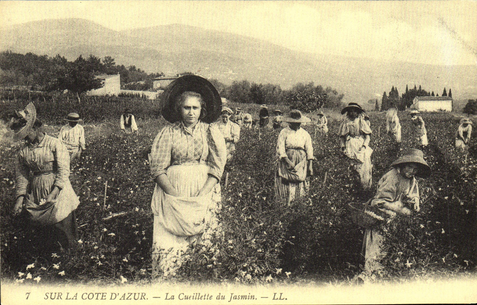 REPRO Sur la Cote d'Azur La Cueillette du Jasmin