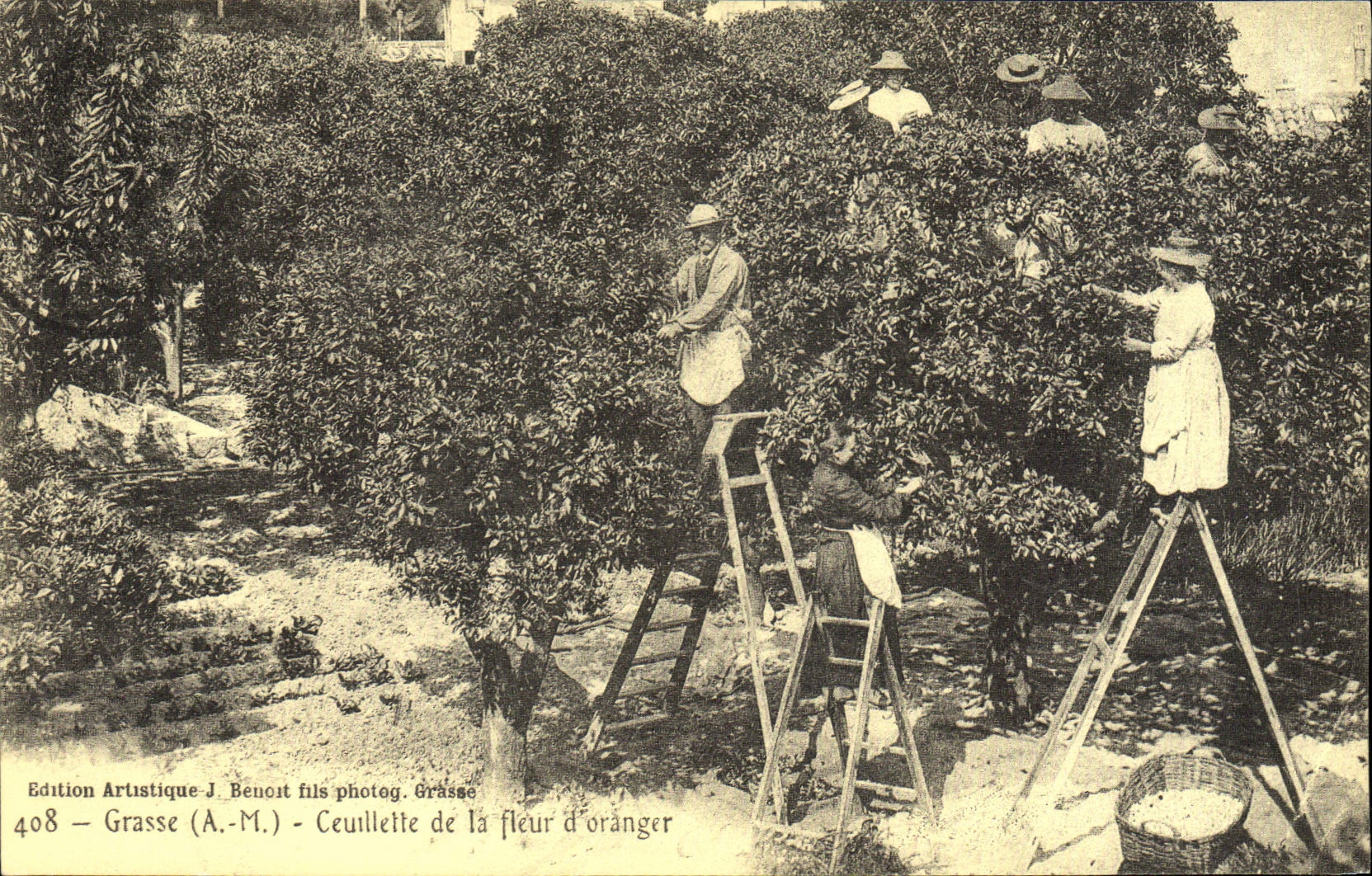 REPRO Grasse A M Ceuillette de la fleur d'oranger 