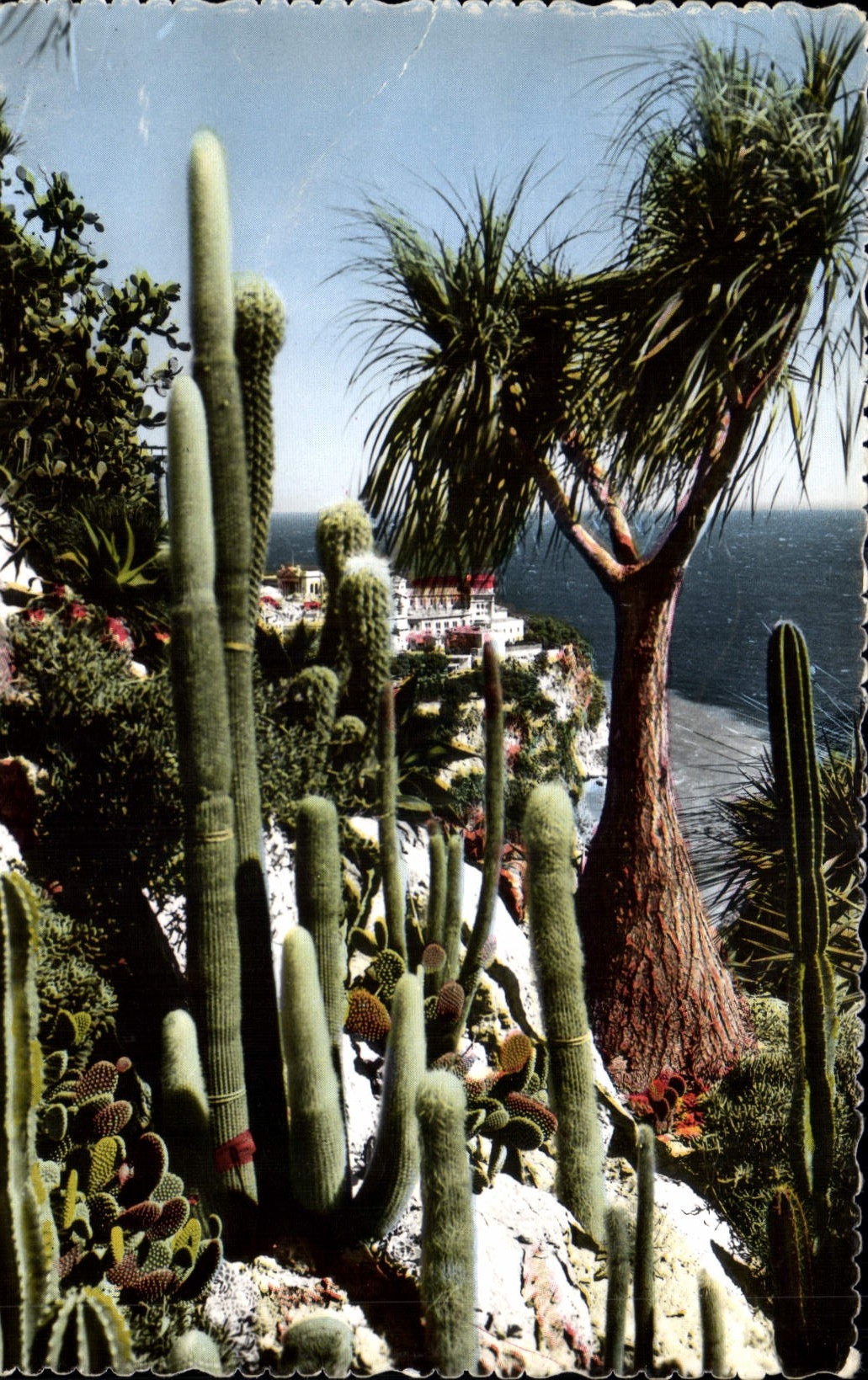 CPA Jardin Exotique de Monaco Symphonie en blanc Natina recurvata 