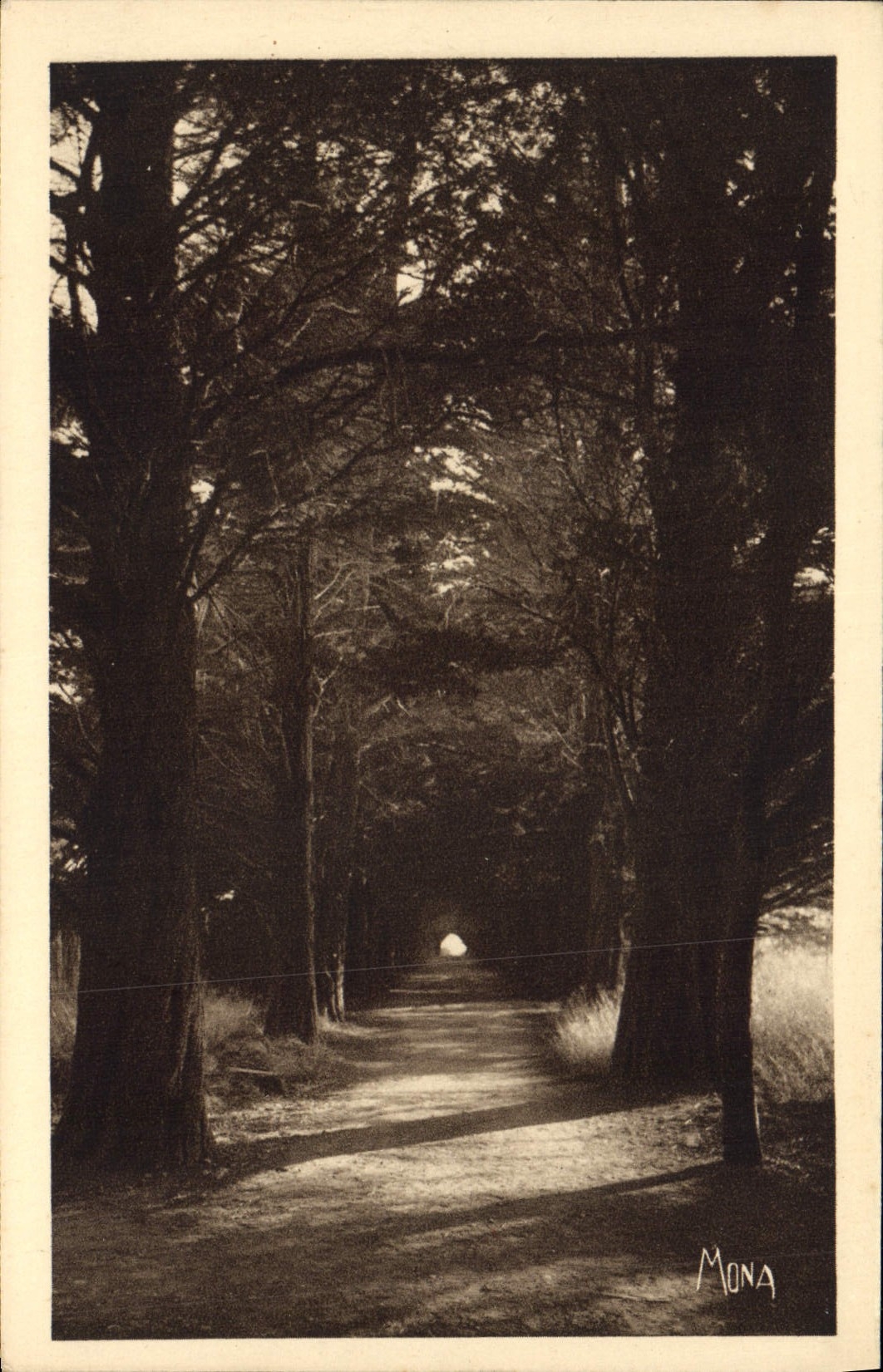 CPA Ile Saint Honorat Allee des Cypres conduisant au monastere