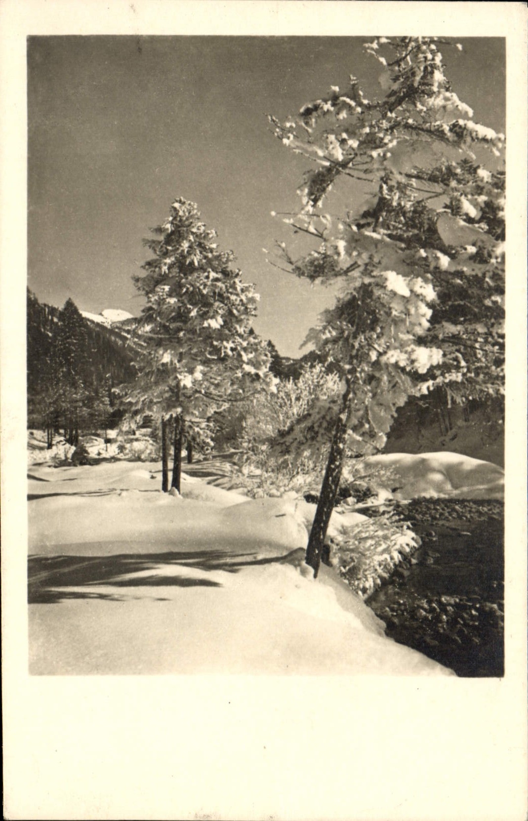 CPA Arbres sous la neige