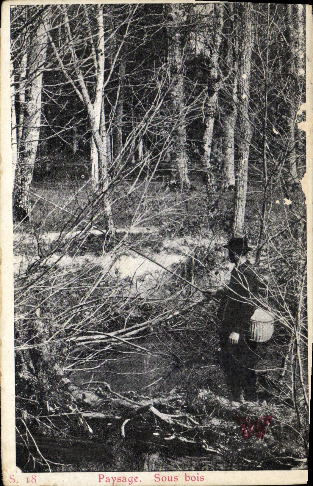 CPA Paysage Sous bois 