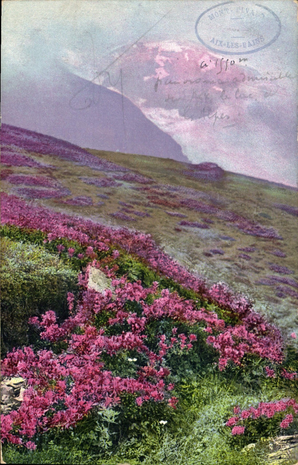 CPA Rhododendron hirsutum Fleurs