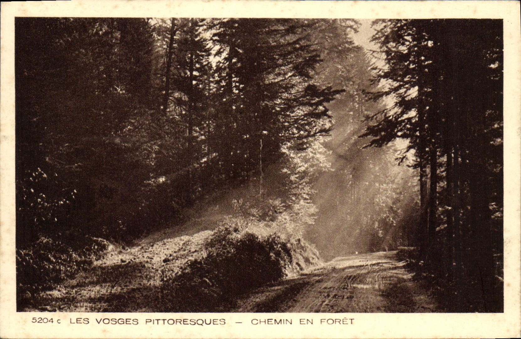 CPA Les Vosges Pittoresque Chemin en Foret 