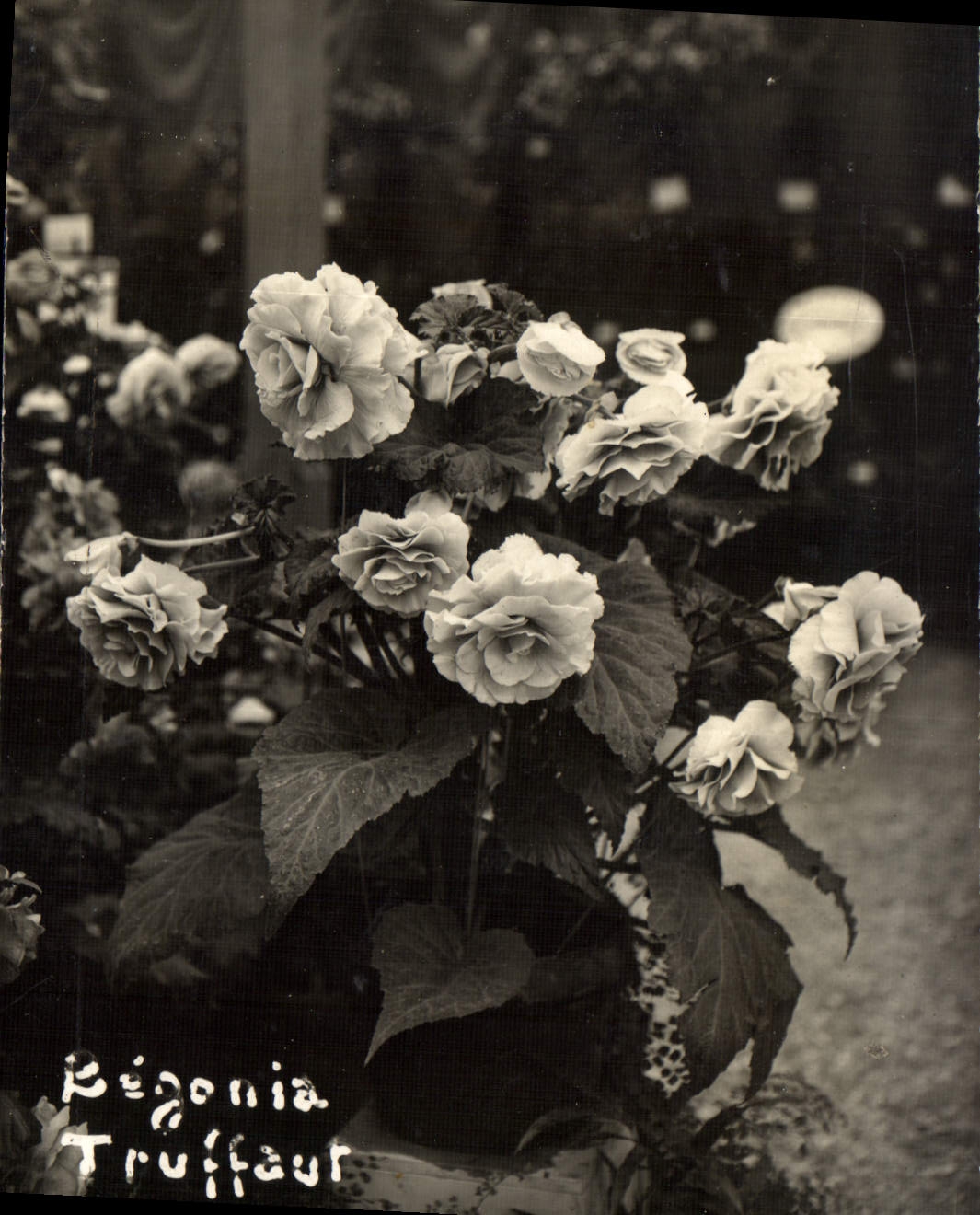 CPA Fleurs Begonia Truffaut