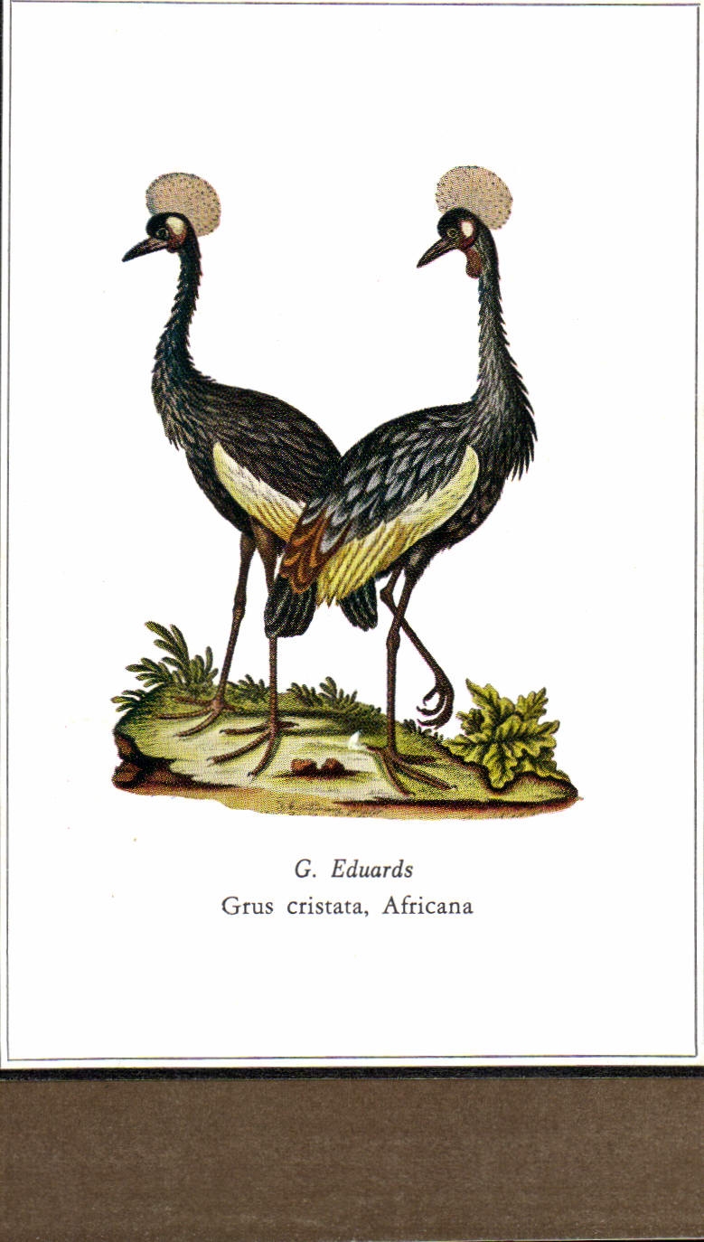 CPM G Eduards Grus Cristata Africana Oiseaux