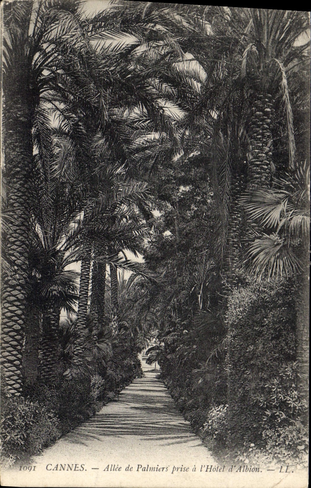CPA Cannes Allee de Palmiers prise a l'Hotel d 'Albion 