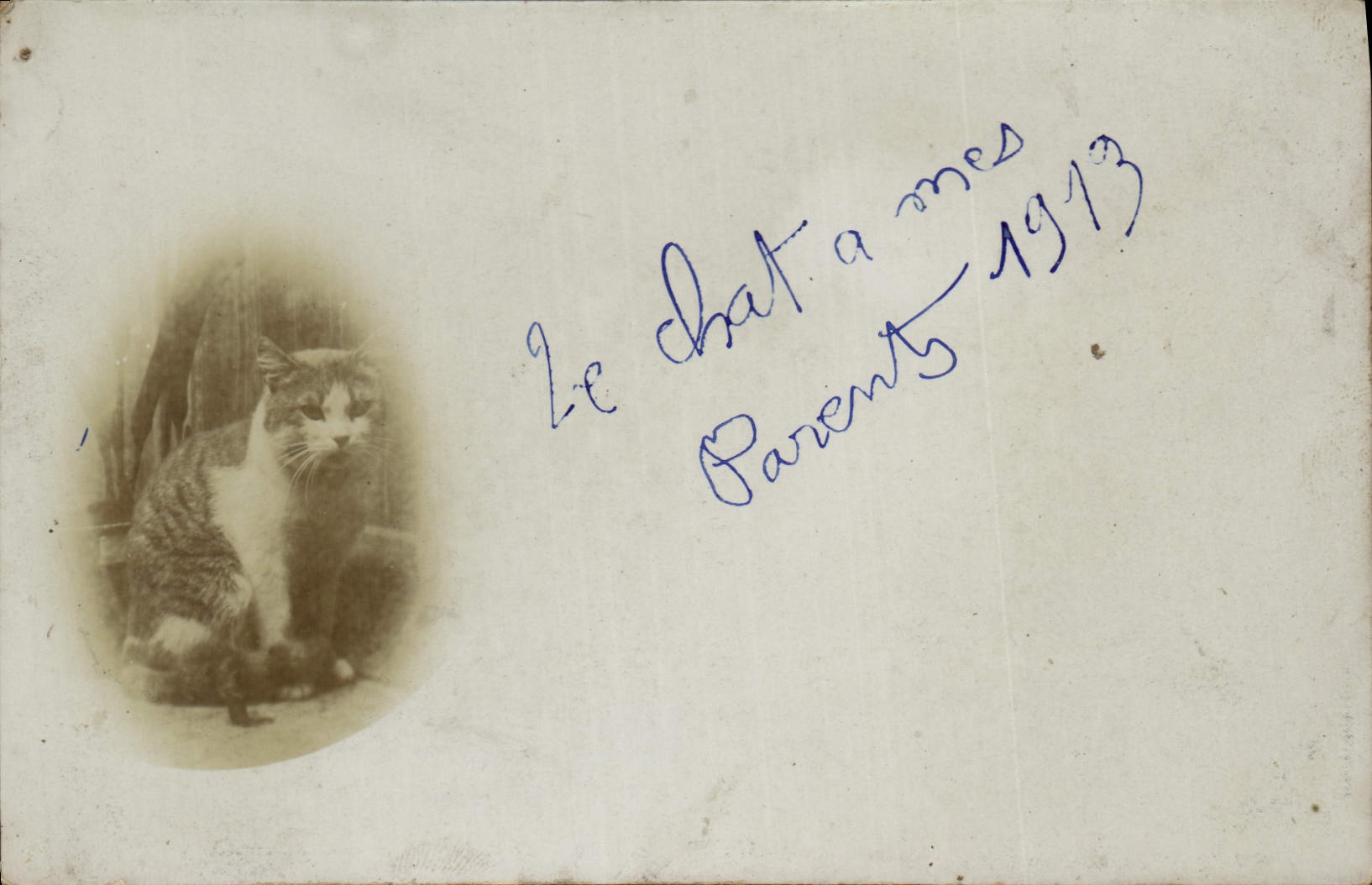 CARTE PHOTO Chat