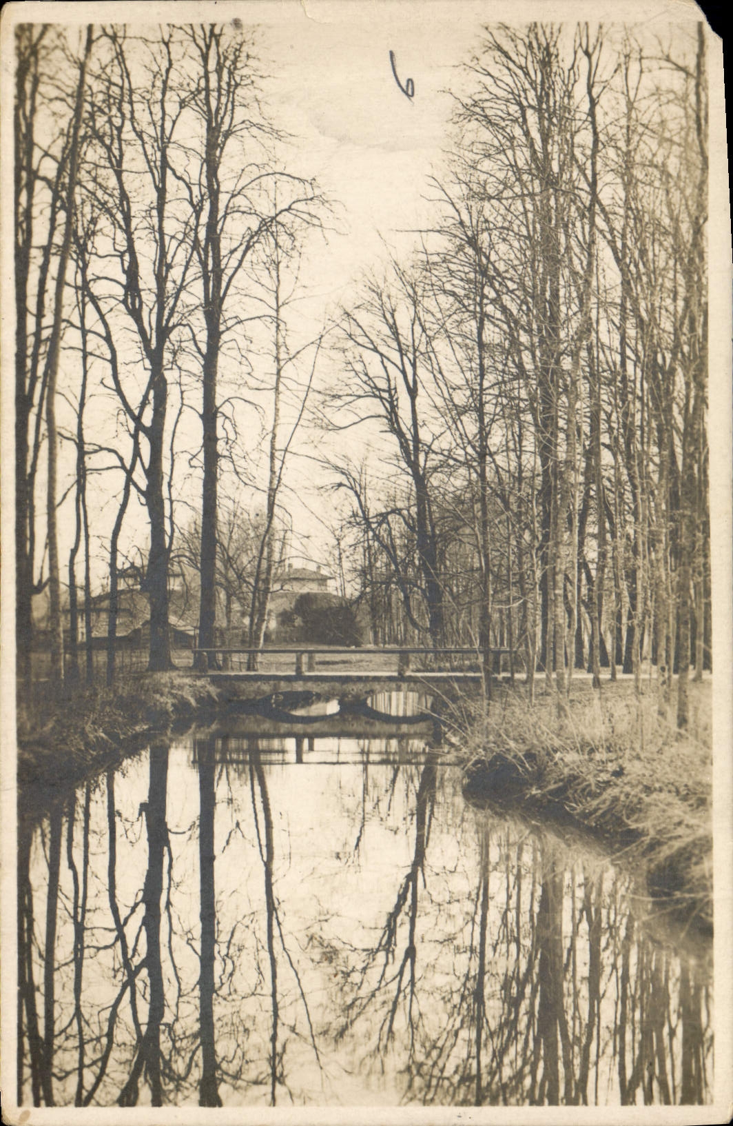 CARTE PHOTO Arbres