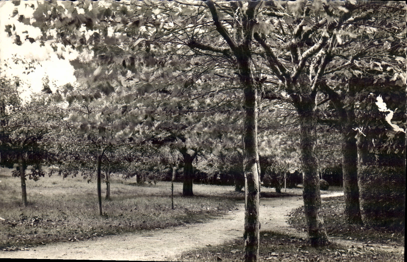 CPA Bethante Saint Palais sur Mer Le Parc 