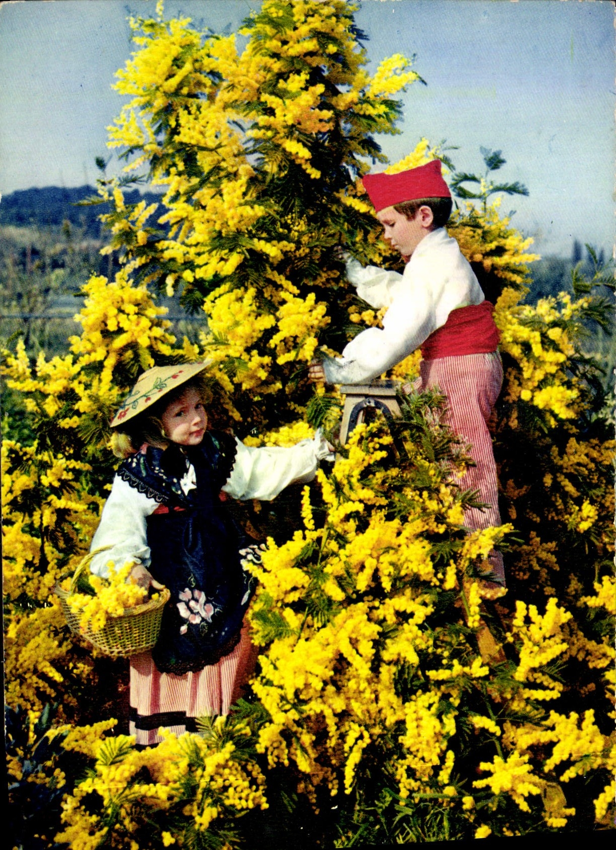 CPM Les Fleurs de la Cote d'Azur Mimosas