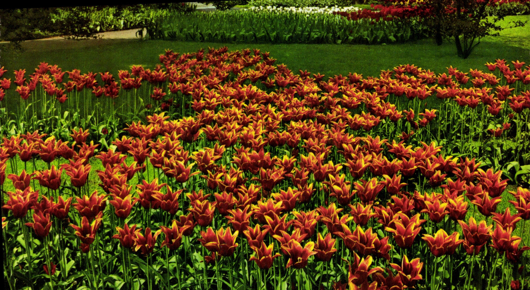 CPM Holland Land of flowers 