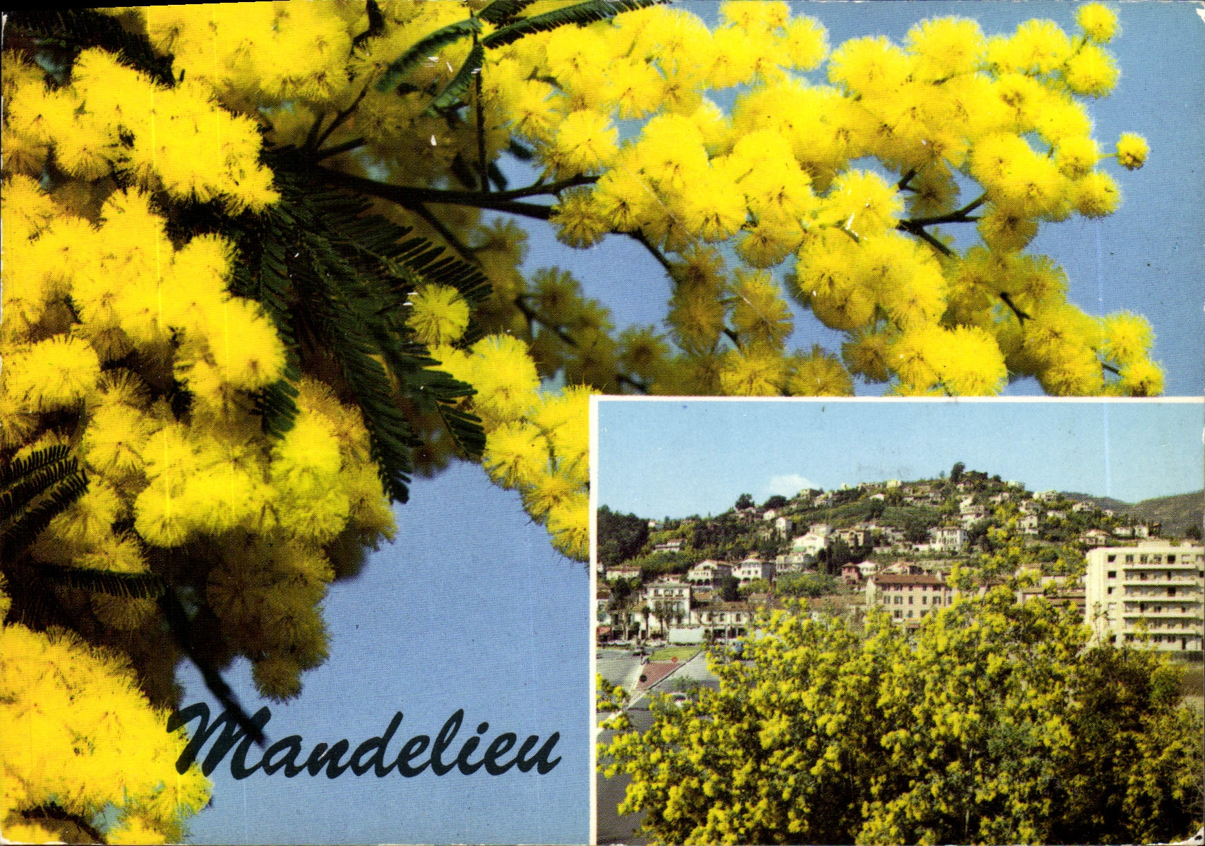 CPM Mandelieu le Pays du Mimosa vue generale