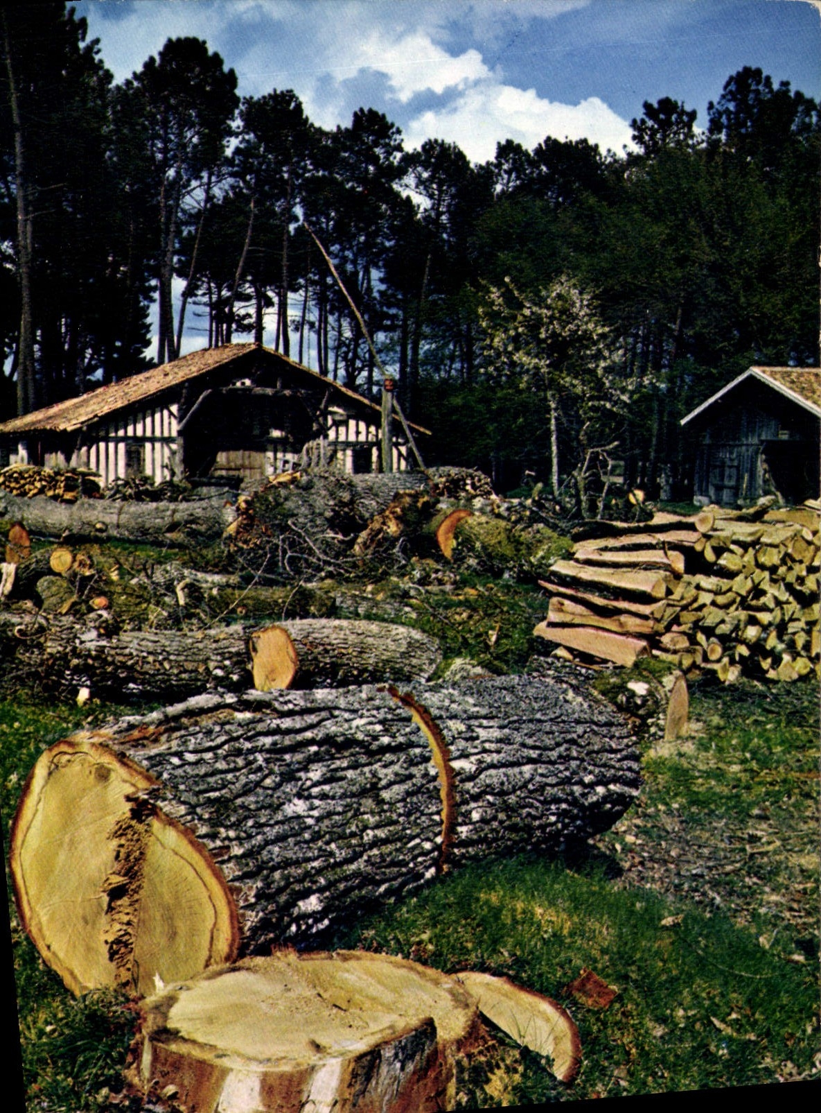 CPM Au pays Landais Vieille Ferme en bordure de la foret 
