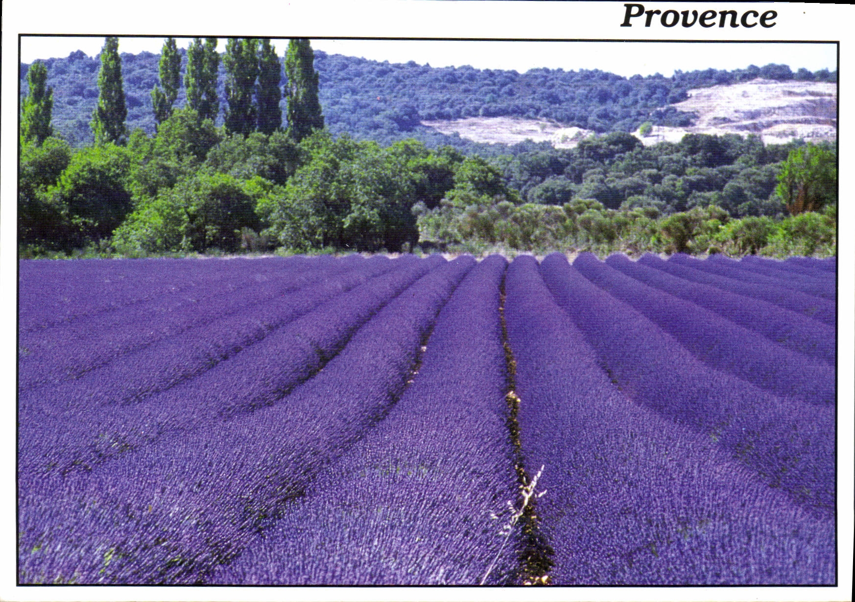 CPM Reflets de Provence Photo Pailhares 