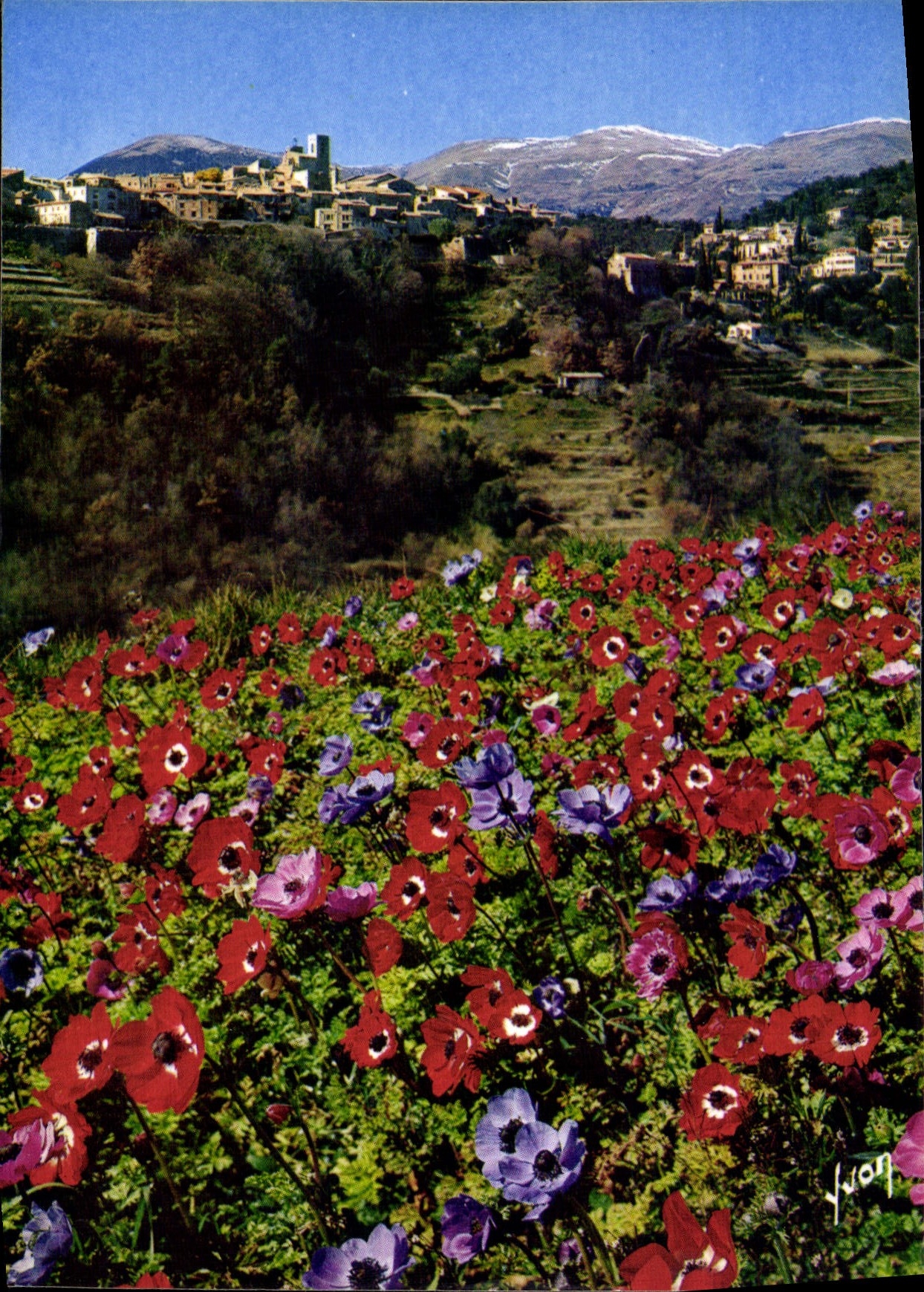 CPM La Cote d'Azur miracle de la nature Saint Paul de Vence Alpes Maritimes la floraison des anemone