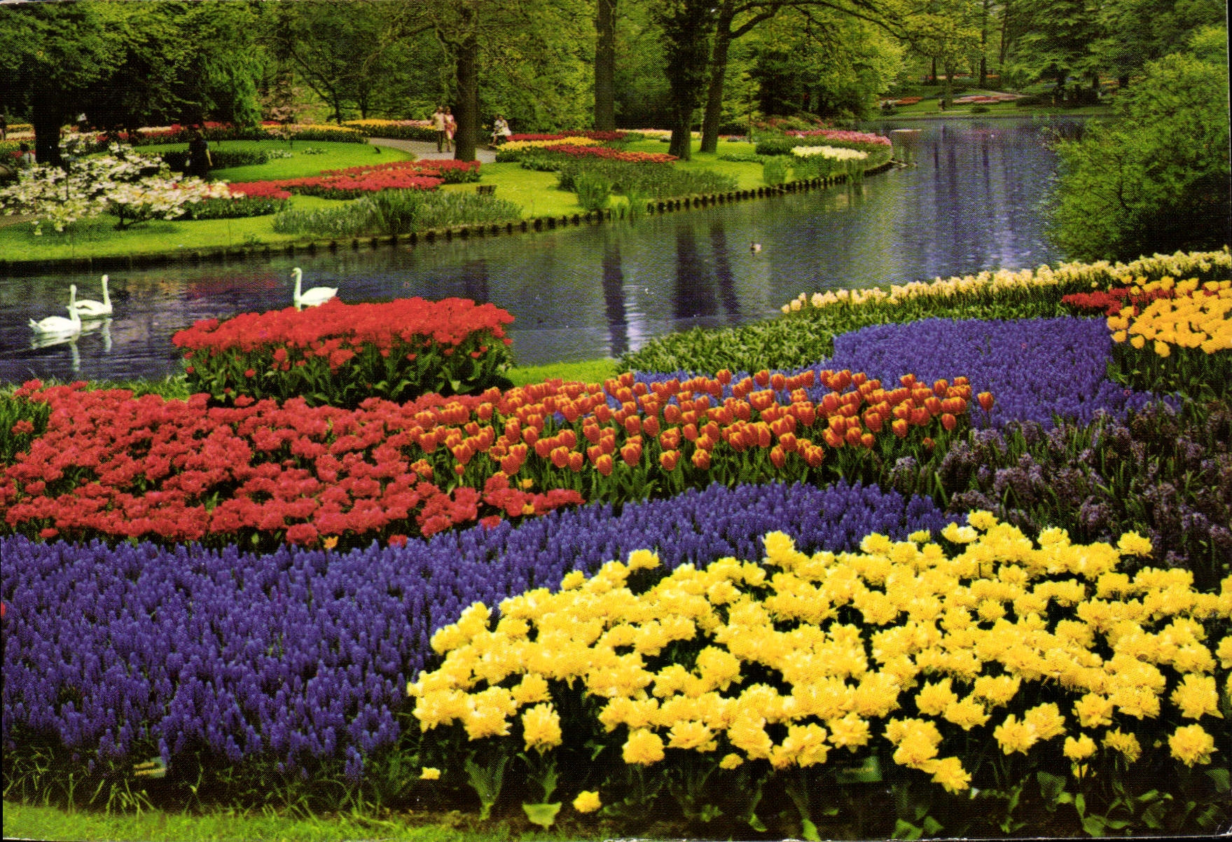CPM La Hollande en parute des fleurs 