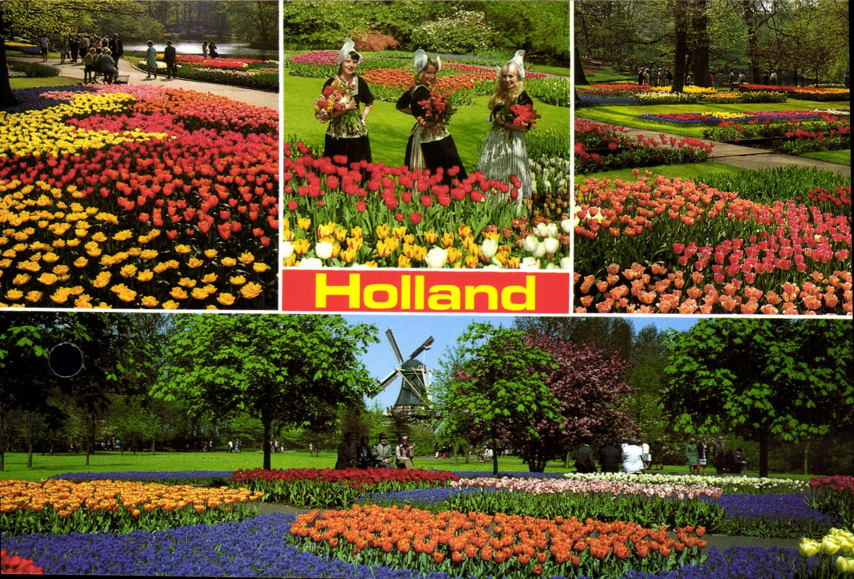 CPM La Hollande en parute des fleurs 