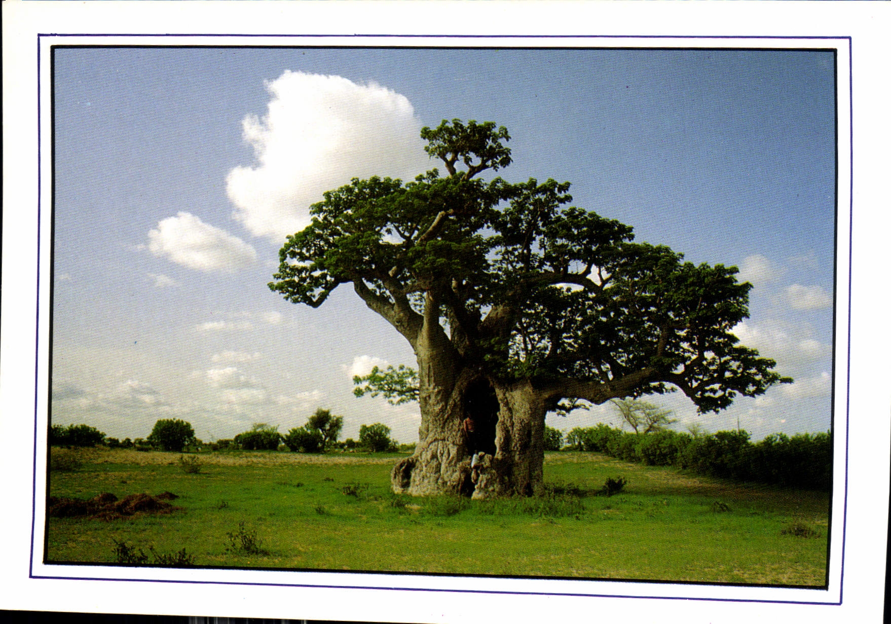 CPM La Baobab Caverne 