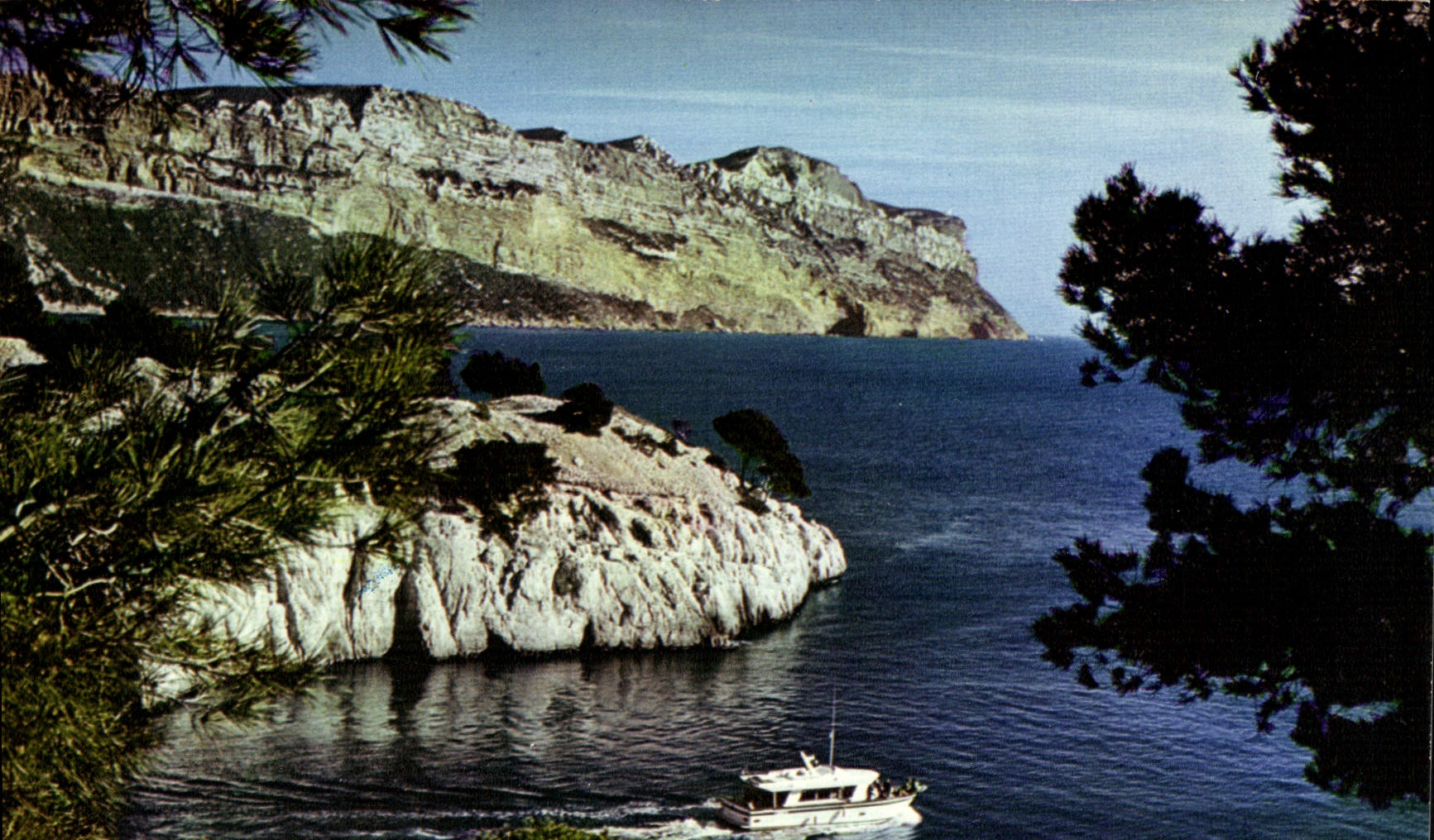 CPM Une rose a la boutonniere de la Provence Cassis sur Mer les calanques dans le fond le Cap Canail