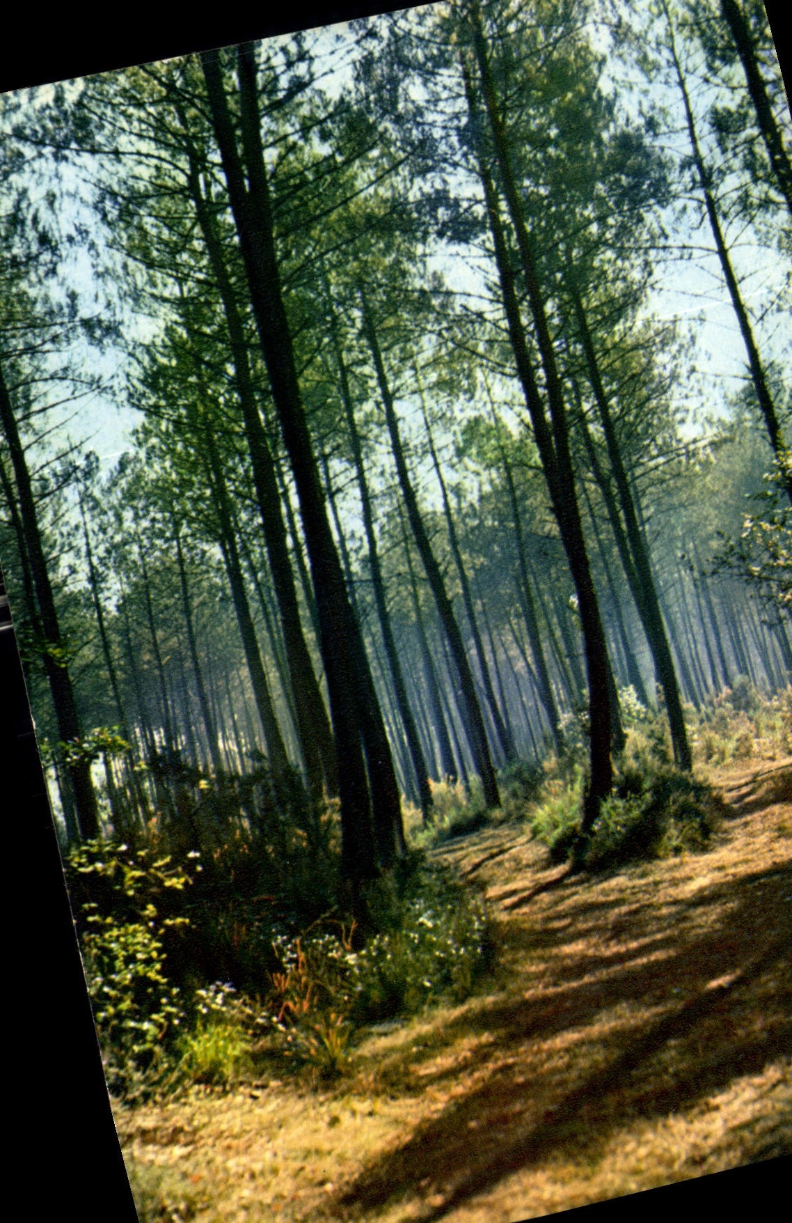 CPM Couleurs et lumiere de France Les Landes de Gascogne foret landaise