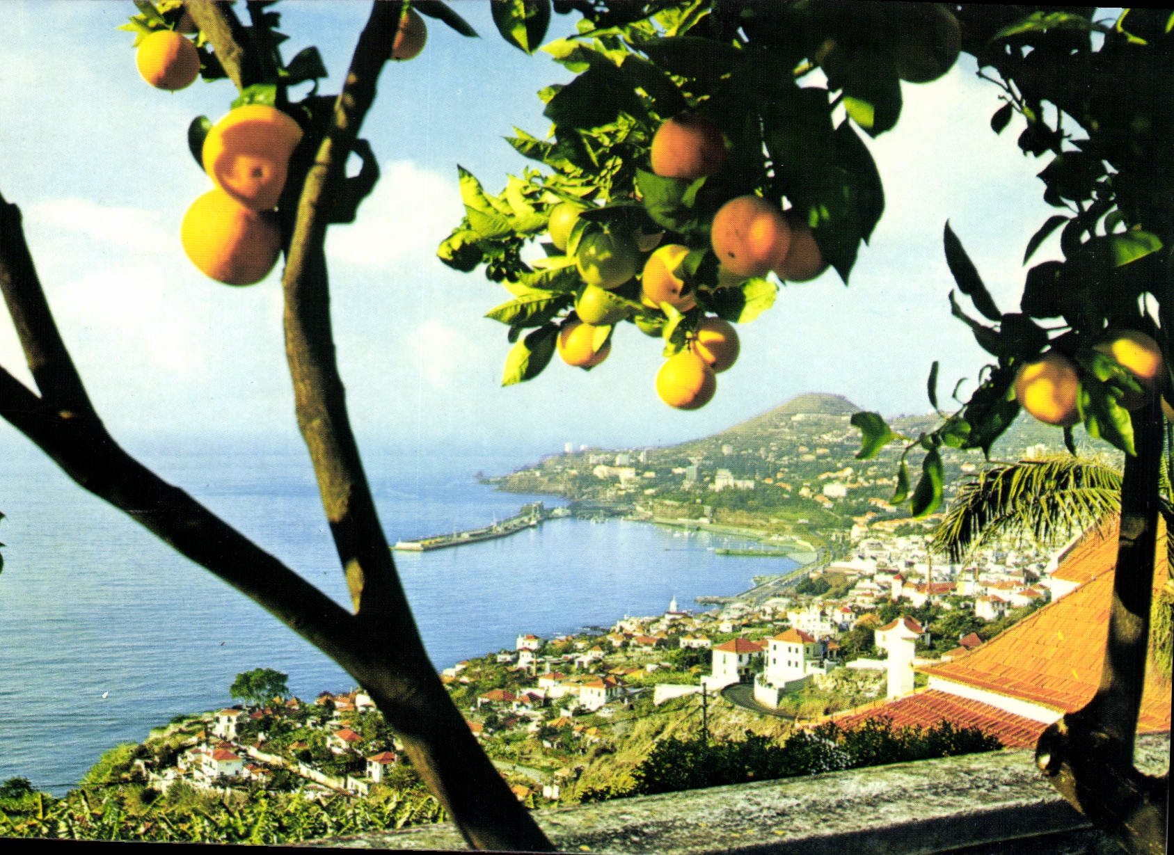 CPM Funchal Madeira vue Occidentale 